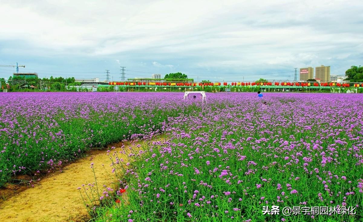 薰衣草种苗批发市场,50亩衣草种子要多少钱
