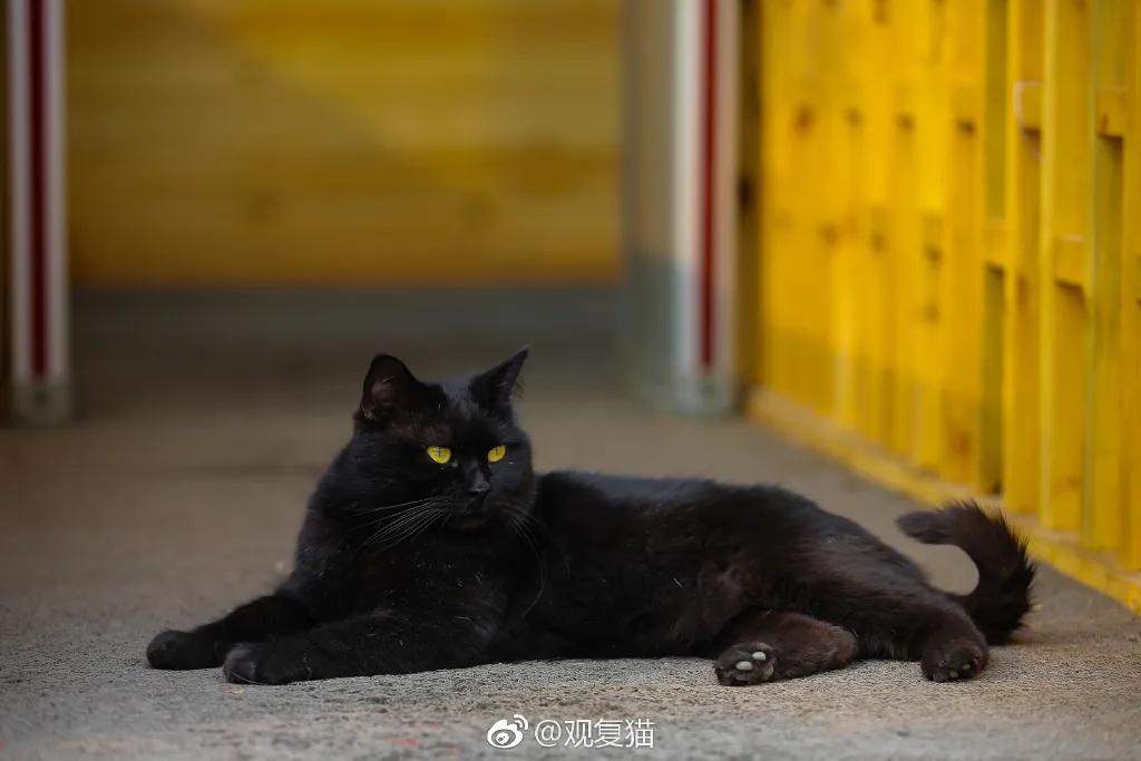 视力不好可以养黑猫吗,眼神不好的千万别养黑猫