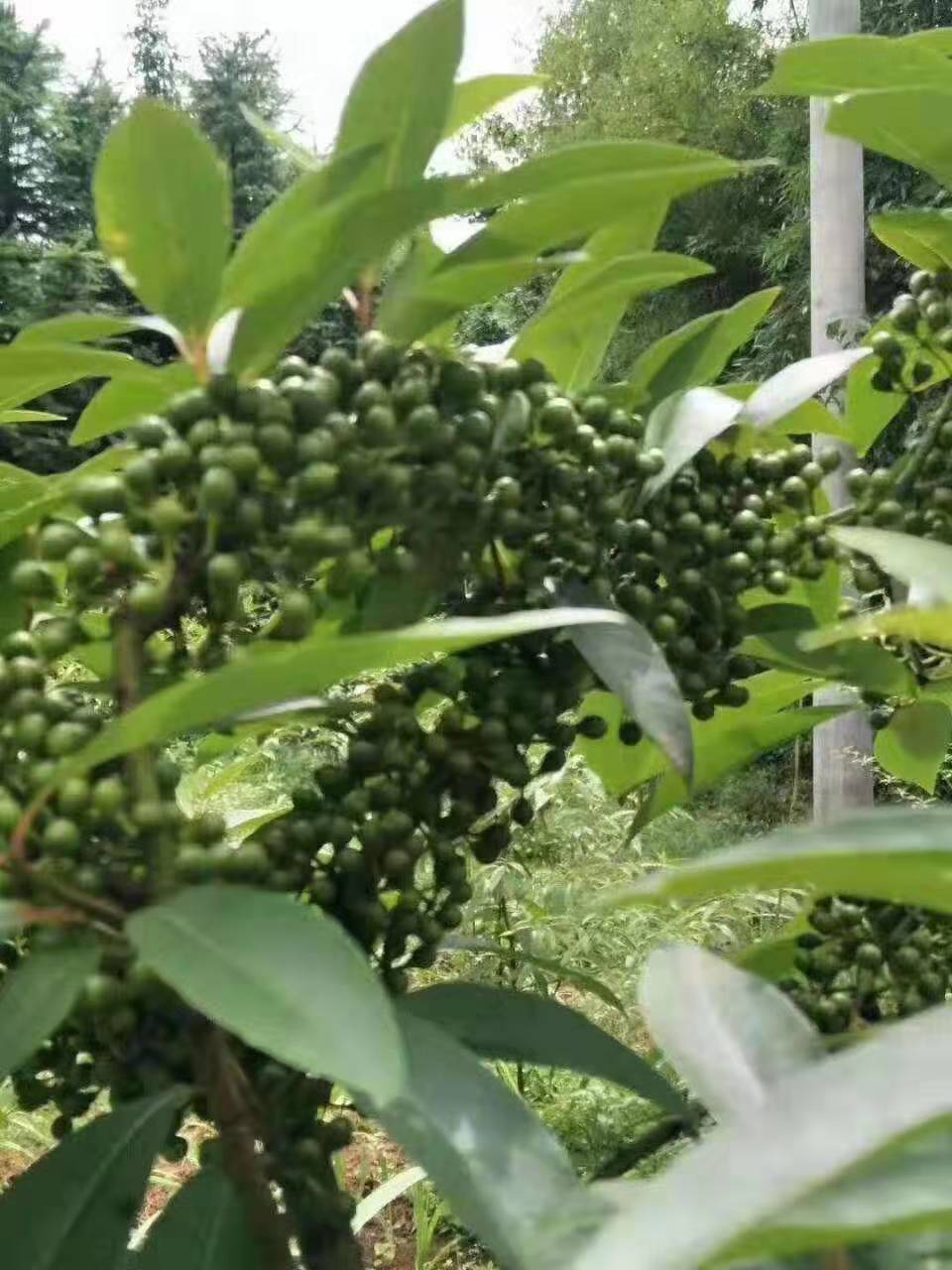 学校食堂设备全套清单,工地食堂厨房设备清单