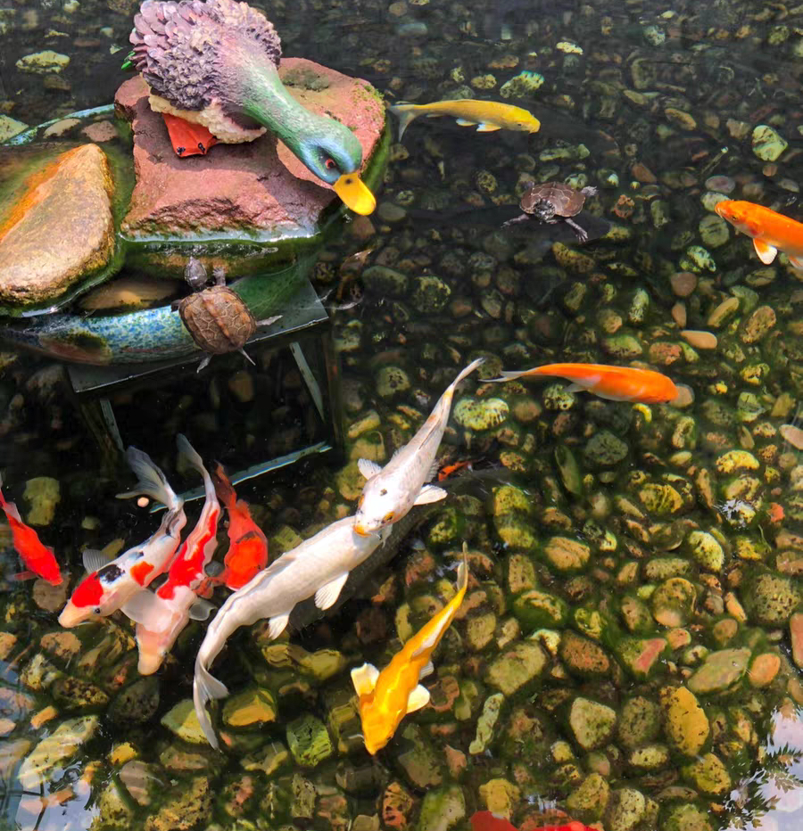 锦鲤趴缸扎堆在上面角落怎么办,室外鱼池冬天锦鲤趴底正常吗