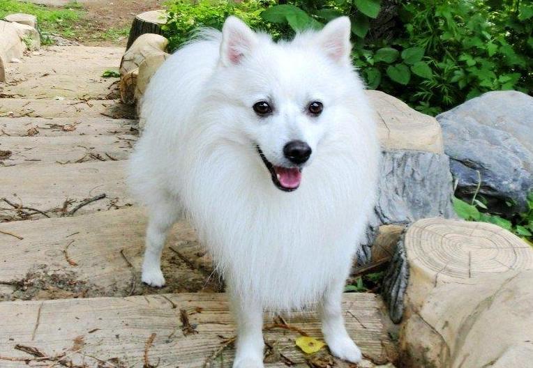 爱干净又好养的狗排名前十,最好养的狗又干净又不掉毛不乱叫