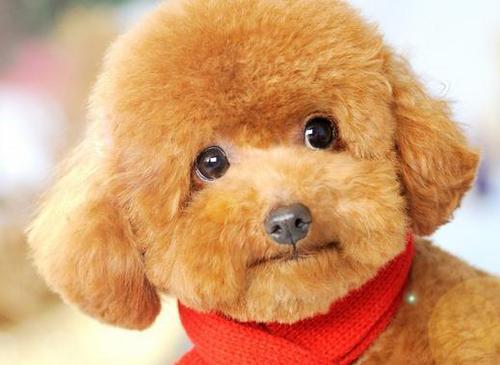 狗狗泪痕严重喂什么狗粮,狗狗泪痕用什么擦最干净