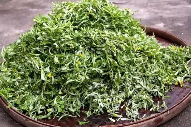 武穴又到挖野菜的时候了，江边好多人都在挖野菜，你吃了吗？