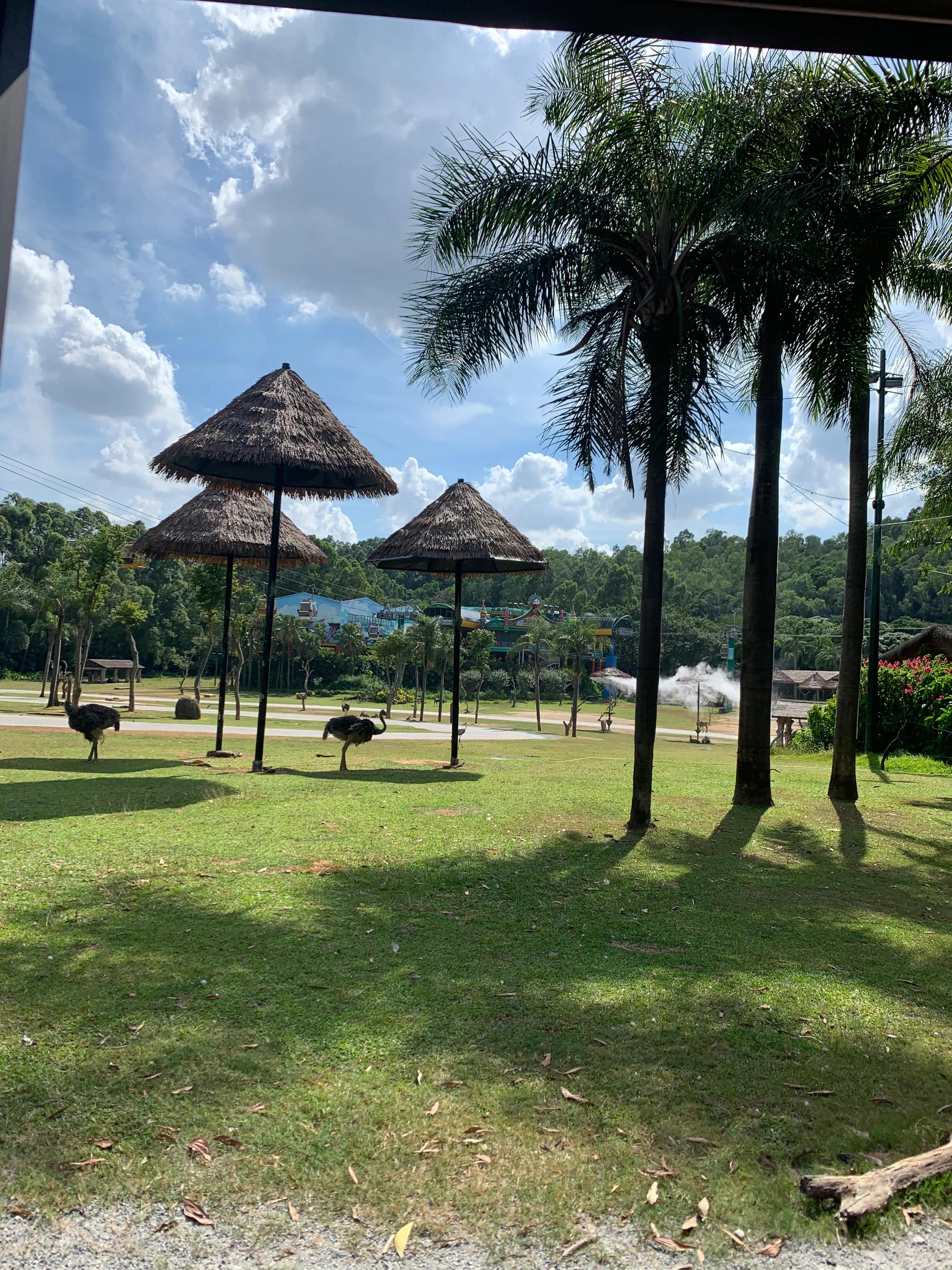 长隆野生动物园门票,长隆野生动物园南门进入攻略