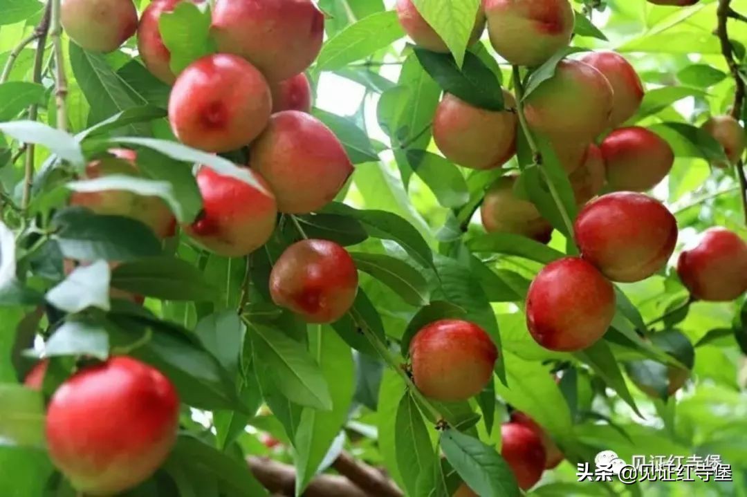 高堡油桃,红寺堡油桃采摘