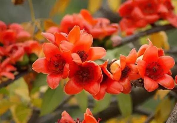 各类盆栽花语大全及寓意,各绿植寓意名字及花语大全