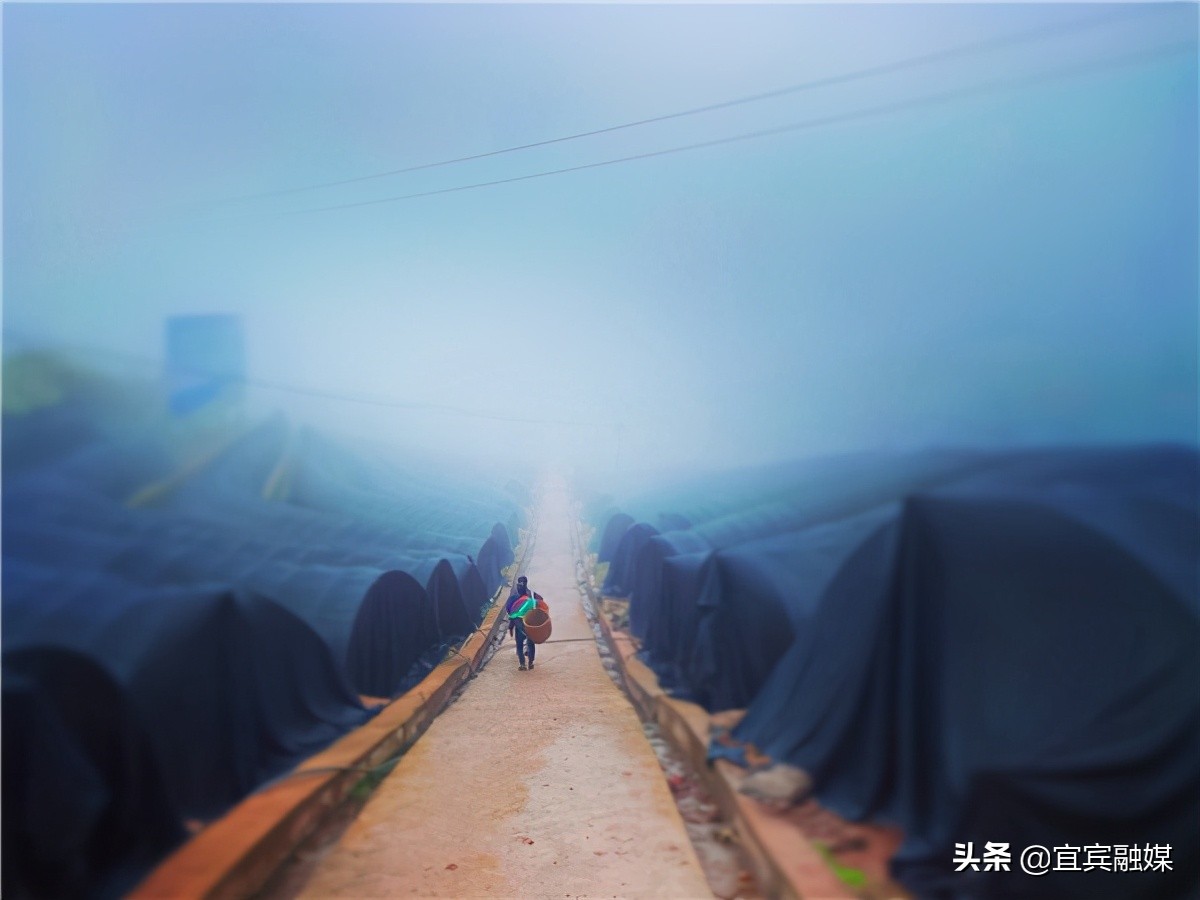 四川屏山：富硒土壤上撑起“致富伞”，食用菌奏响“振兴曲”