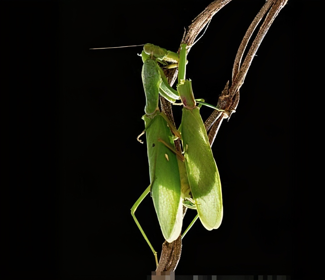 雄性螳螂竟然会被母螳螂吃掉,母螳螂吃掉公螳螂还能生崽