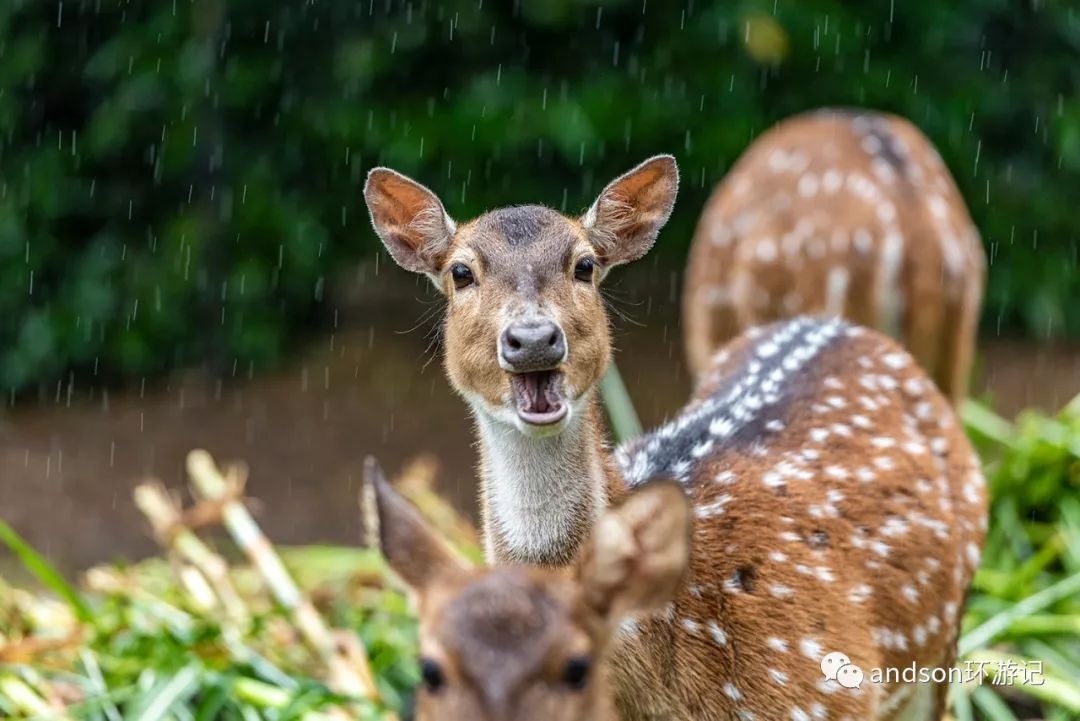 印尼你好怎么发音,印尼歌曲你好傻