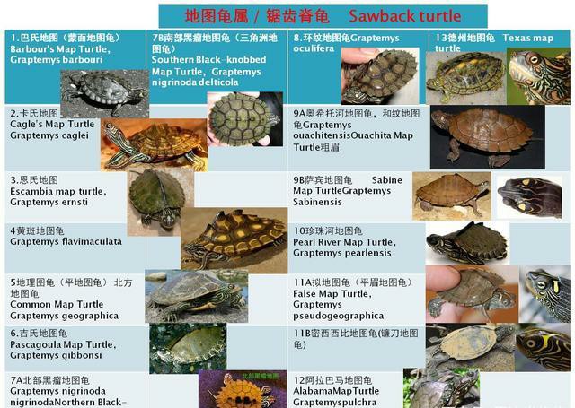 龟的种类大全图解巴西红耳龟,巴西龟品种大全大图高清