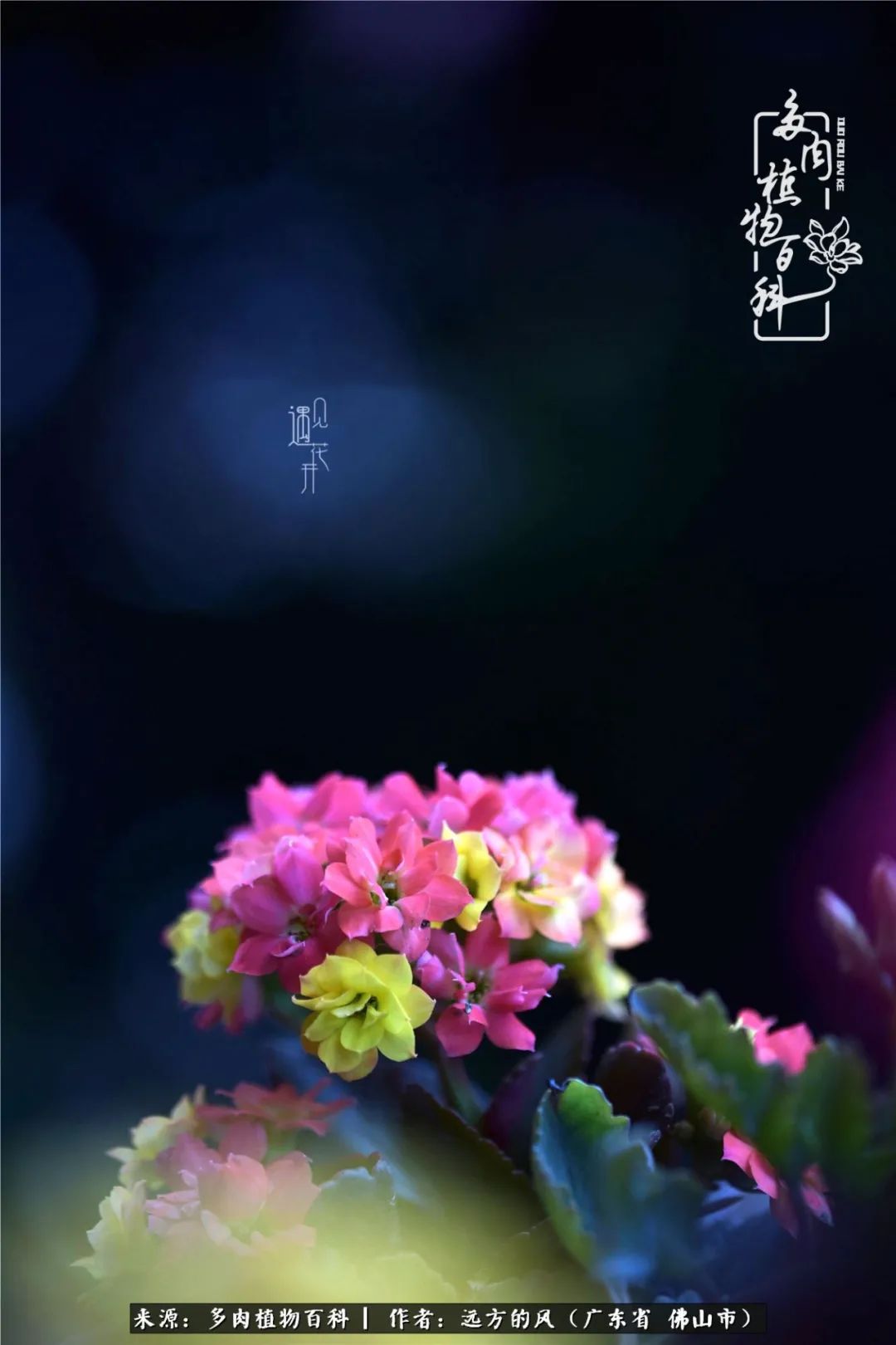 那些花儿在每个角落静静为你开着,那些花儿在每个角落静静地绽放