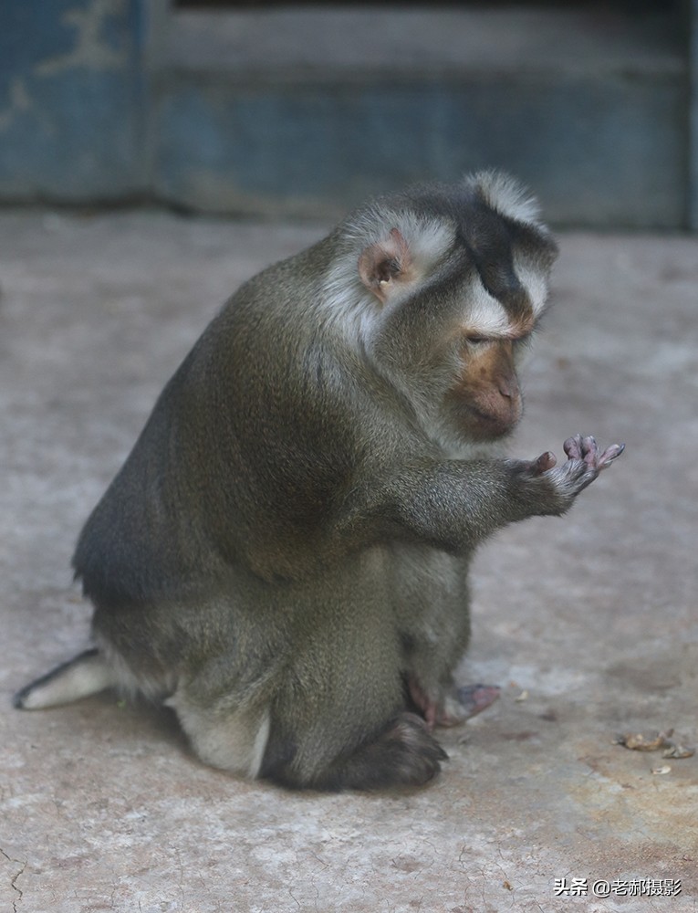 大师兄的亲戚—猪猴
