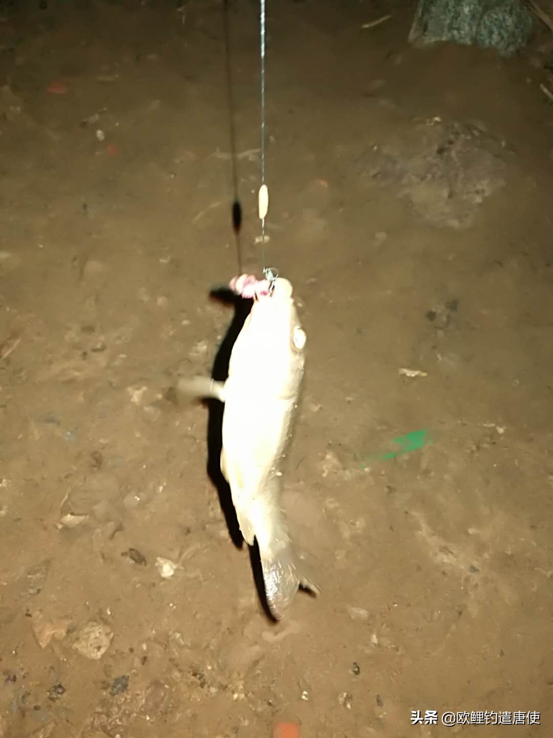 为什么鲤鱼比鲫鱼难钓,为什么鲫鱼这么难咬钩