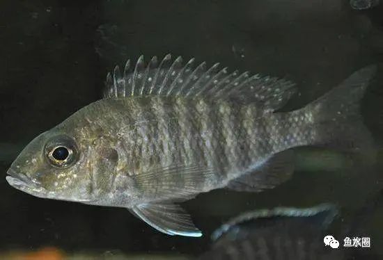 三湖慈鲷马鲷孔雀鱼多久发色,三湖慈鲷鱼之马鲷鱼