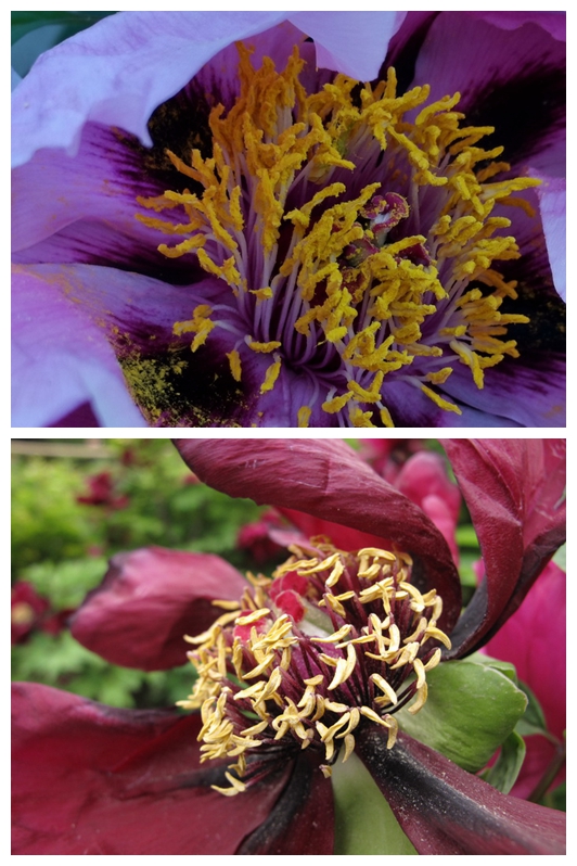 光荣v20能微距拍照嘛,光荣v20的相机微距在哪里