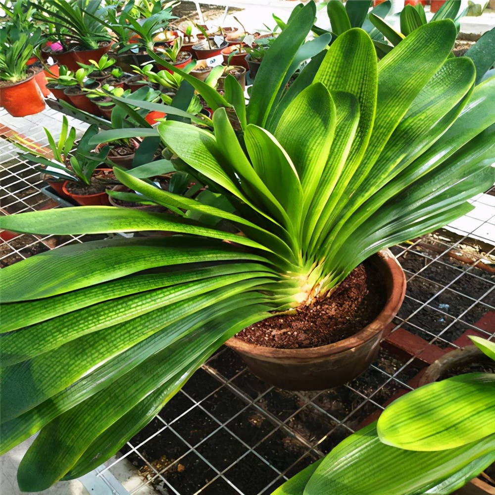 君子兰如何养殖才能长得更旺盛,君子兰怎么能养出好根系