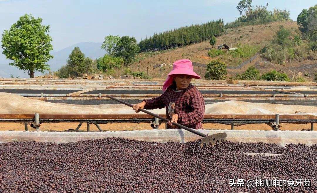 云南咖啡有远山森林的味道吗,云南咖啡产地探访记