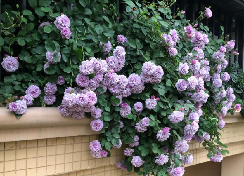 适合院子有藤的花,适合做花墙的藤本月季推荐