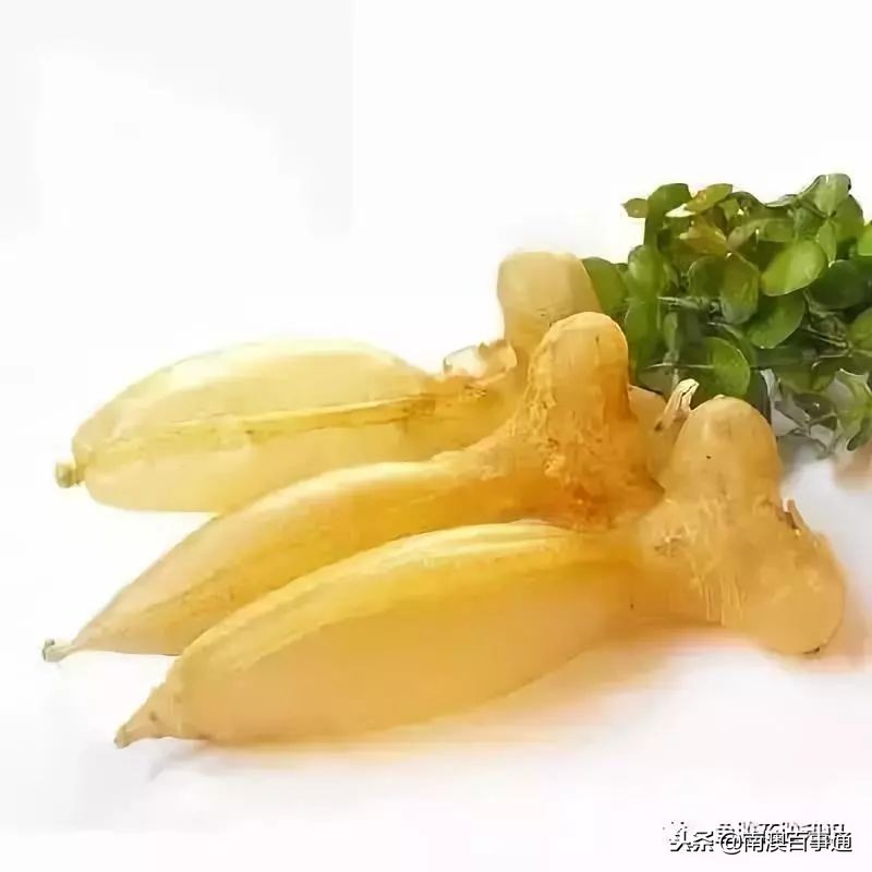 涨知识！鱼胶种类大全，不看亏大了！