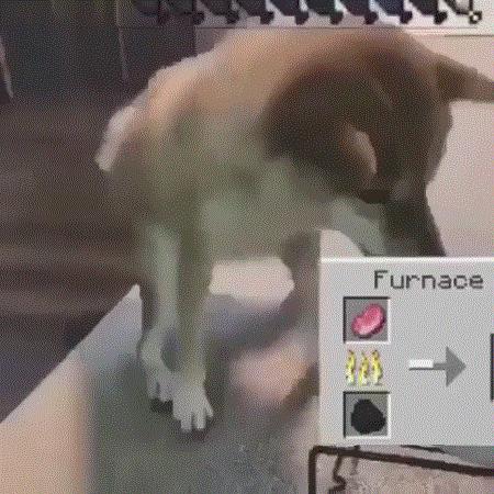 minecraft第一种鸟类,minecraft里的狗怎么才能有