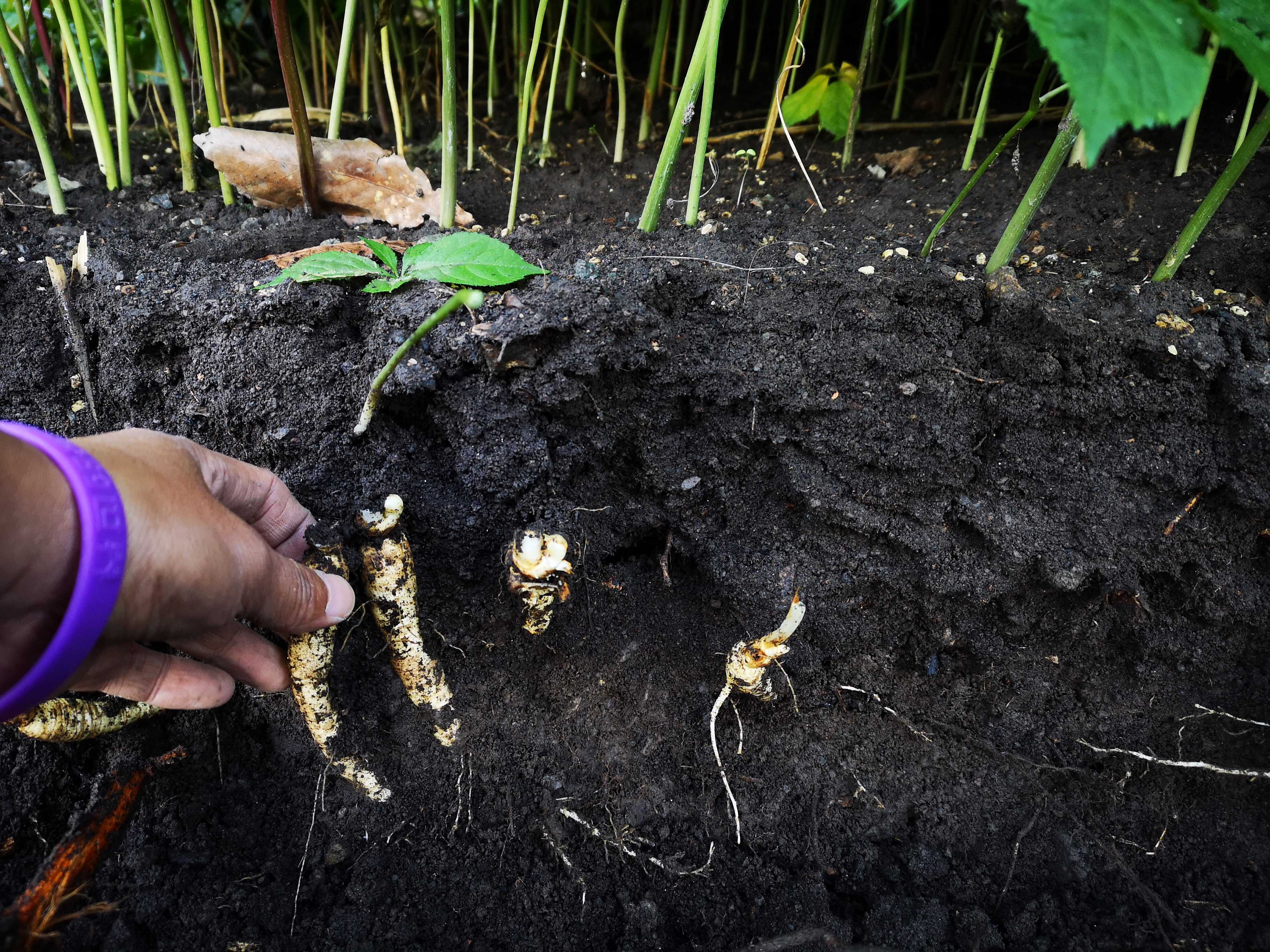 怎么用人参种子种人参,人参须能种出人参吗