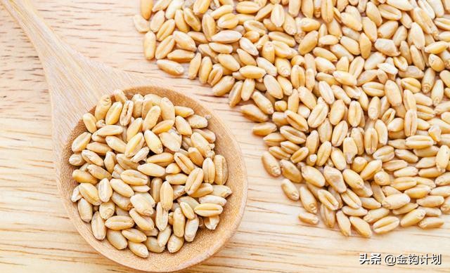 麦粒做钓饵可以钓什么鱼,制作麦粒钓饵最简单方法