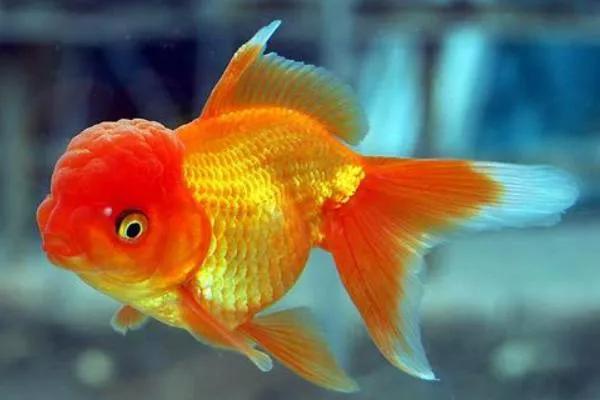 整顿箱养兰寿金鱼饲养技巧,兰寿金鱼怎么饲养长得快