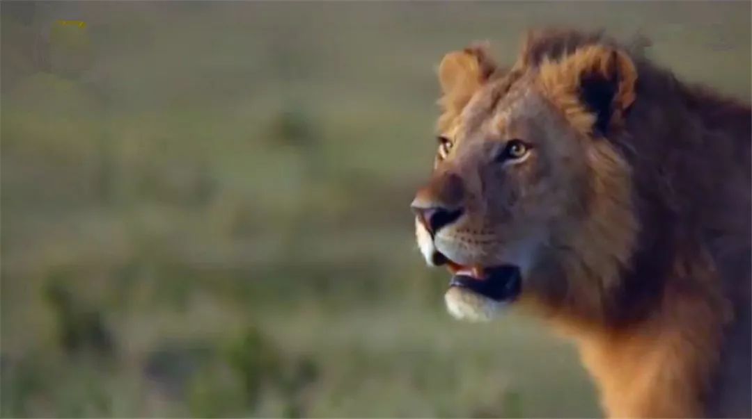 年幼狮子被非洲鬣狗包围，幸好兄弟及时赶来营救，获救后撒娇感谢