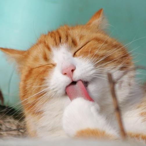 猫咪舔毛的时候也舔你表示什么,猫咪反复舔一个地方怎么解决