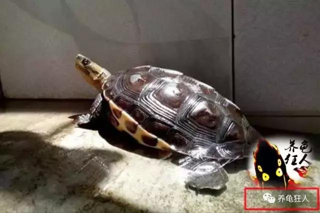 南石龟草龟花龟哪个体型大,草龟花龟珍珠龟哪个更好养