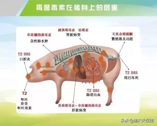 霉菌毒素对猪的危害及防治措施,霉菌毒素对猪的影响视频