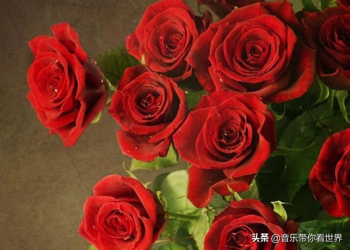 中国各城市市花图片简介,各个城市的市花有哪些