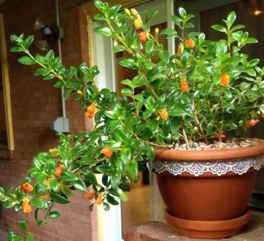 容易养的室内盆栽花教程,盆栽室内懒人花好养招财净化空气