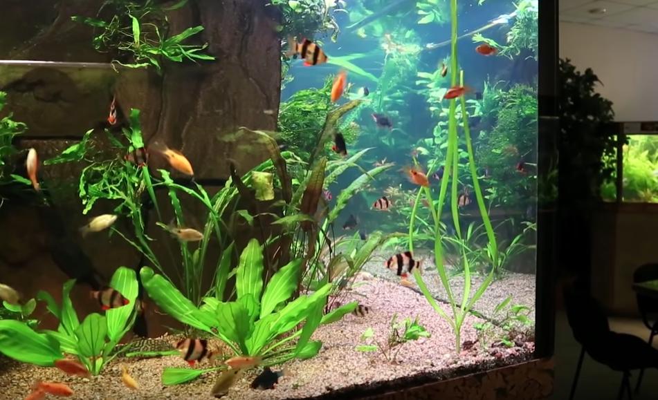 怎么养金鱼金鱼才不会死,正常情况下金鱼可以养多久