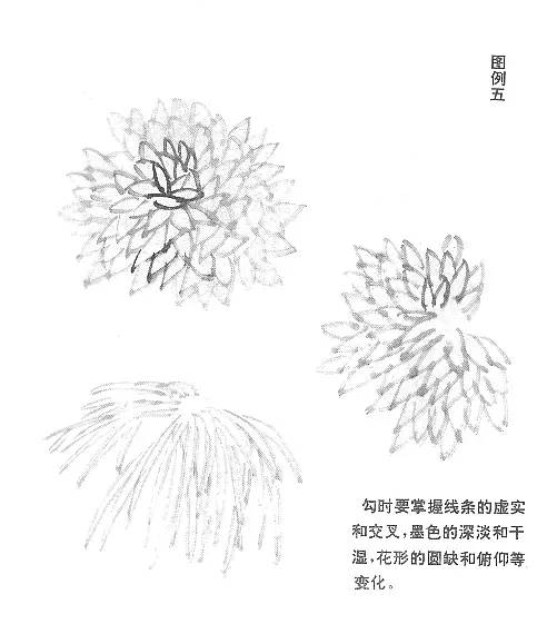顶级写意菊花图片,写意菊花画教程零基础入门
