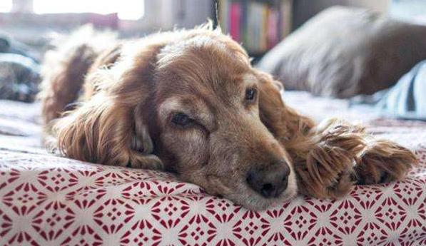 狗狗多大吃老年犬狗粮,狗狗一般多少岁以上属于老龄犬