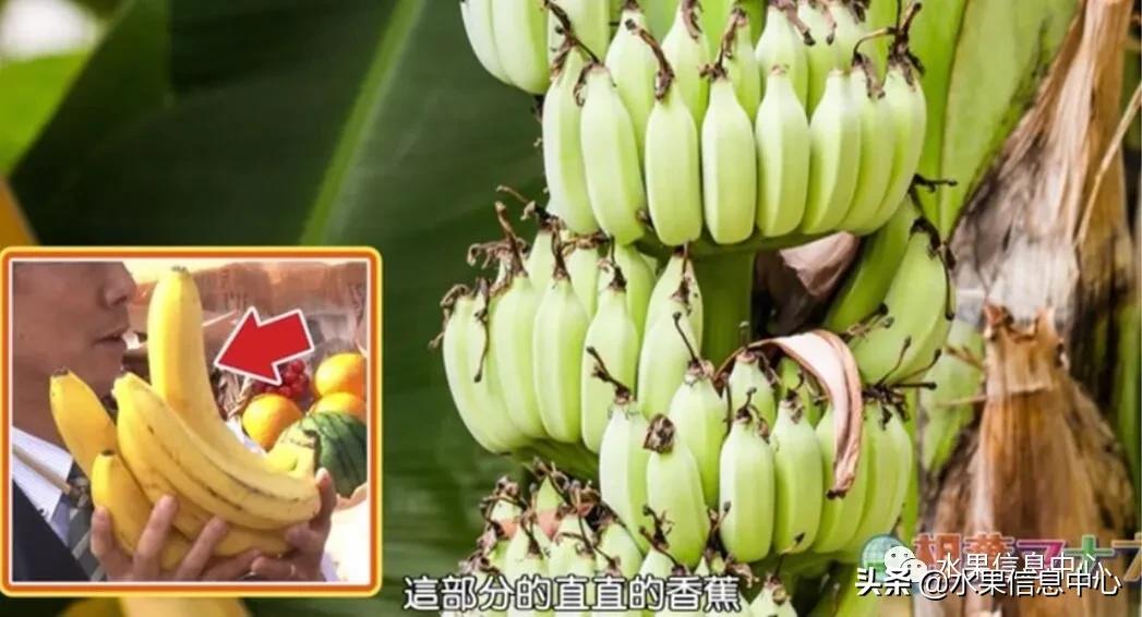 日本水果店怎么挑选,正宗日本水果店