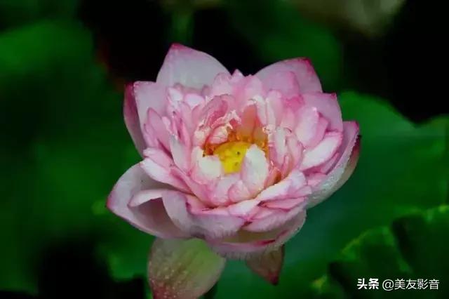 江南可采莲莲叶何田田全诗讲解,有关莲的古诗词大全