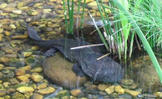 野生大鲵是什么新物种,大鲵物种分类