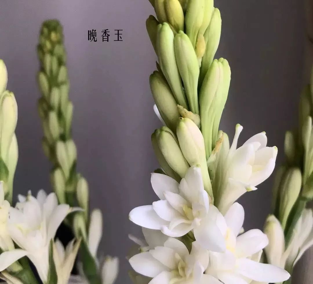 花店里同款的两种不同价格的花材,花店最容易被顾客误解的几种花材