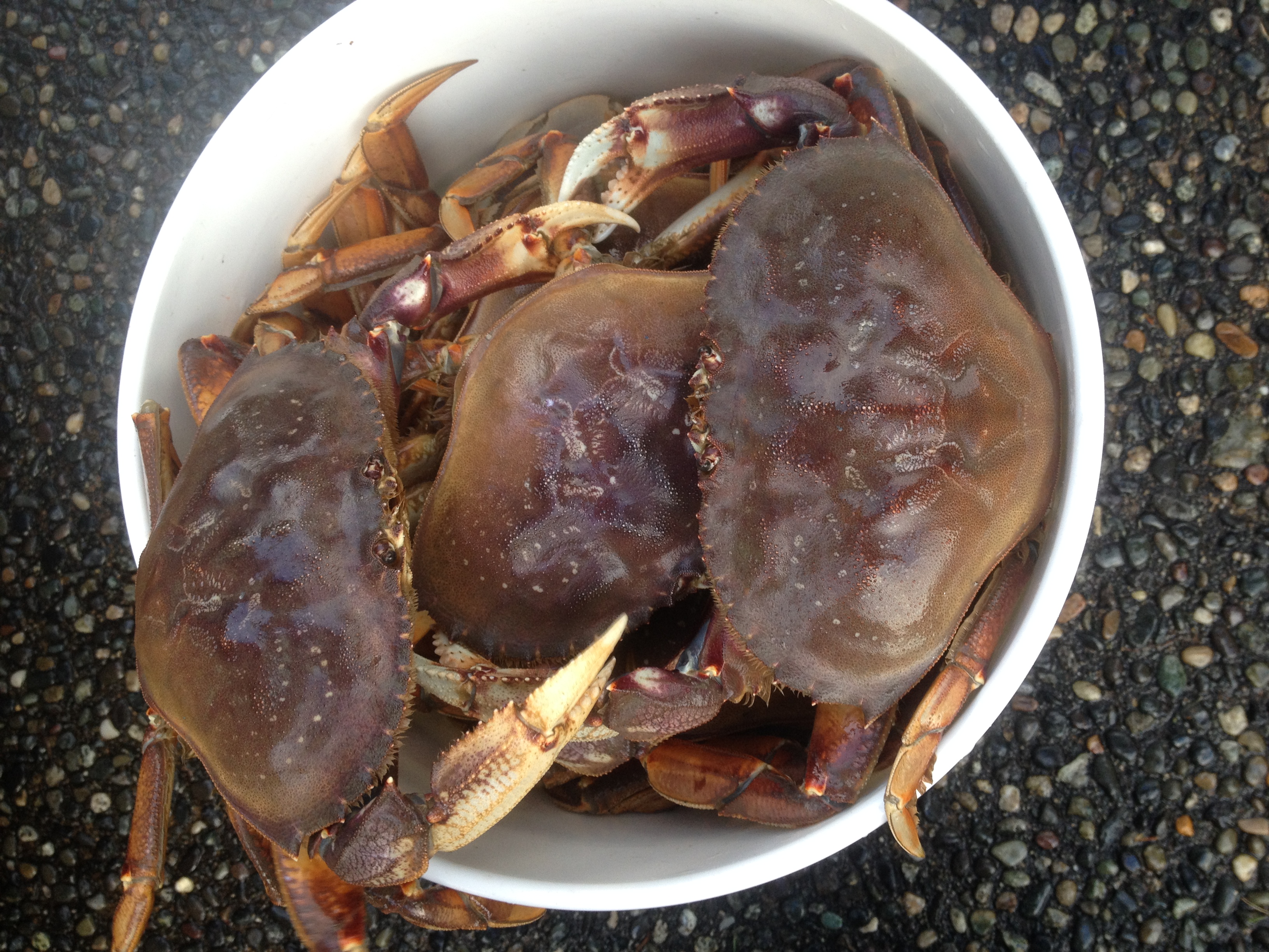 你们爱吃的“珍宝蟹”就是温哥华蟹，捕捞过程了解一下？