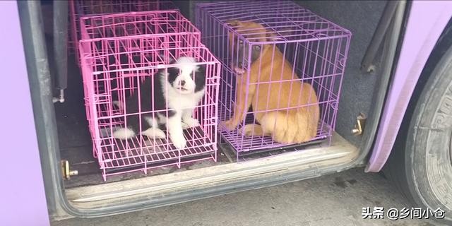 开封狗品种大全,开封狗市是中国最大的吗