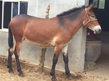 臭马肉香驴肉宁死不食,臭马肉香驴肉宁死不吃骡子