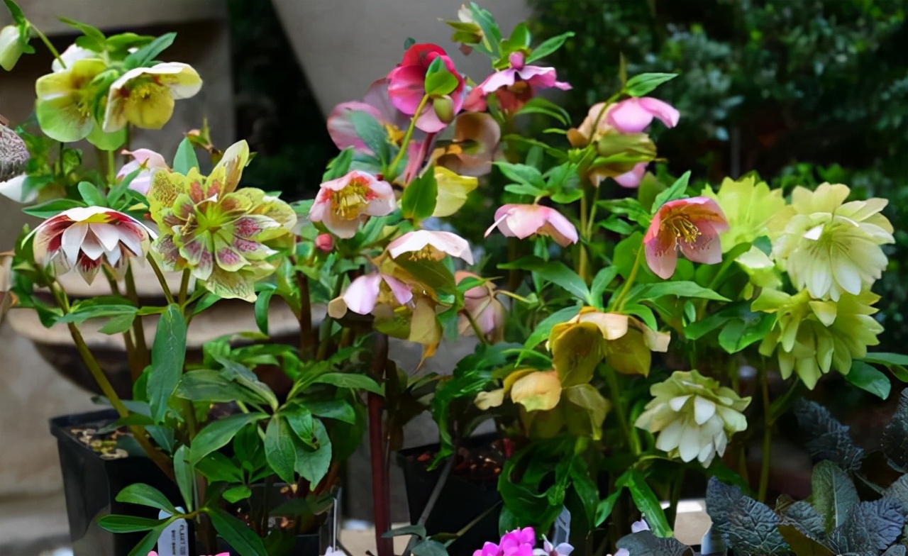 便宜的网红花有哪些图片,4种高颜值网红花