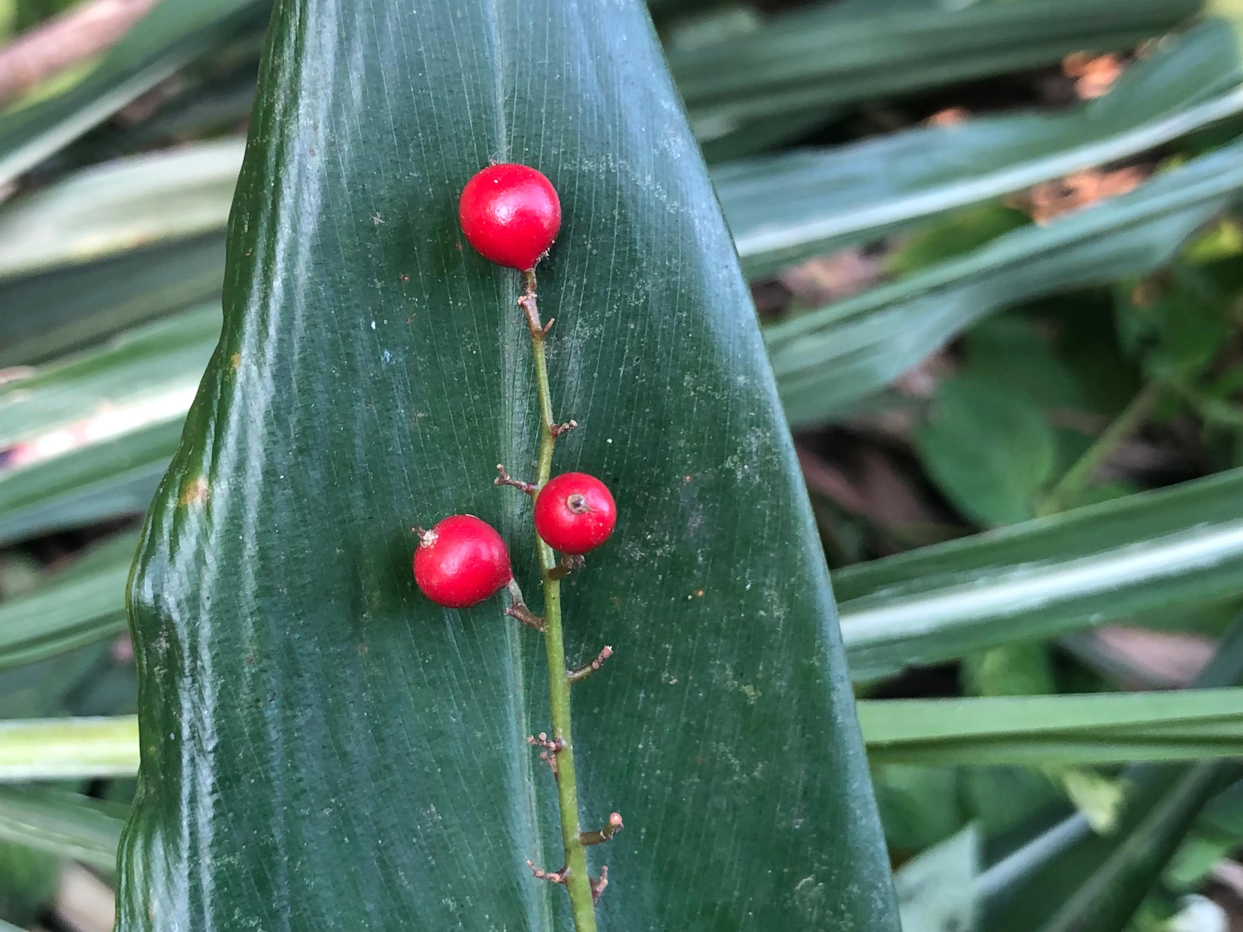 深山野岭野生植物,深山老林野菜植物