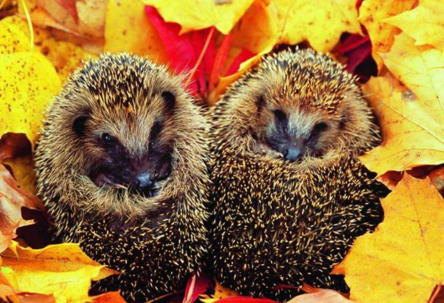 想养一只软萌可爱的非洲迷你刺猬？你需要注意这5点