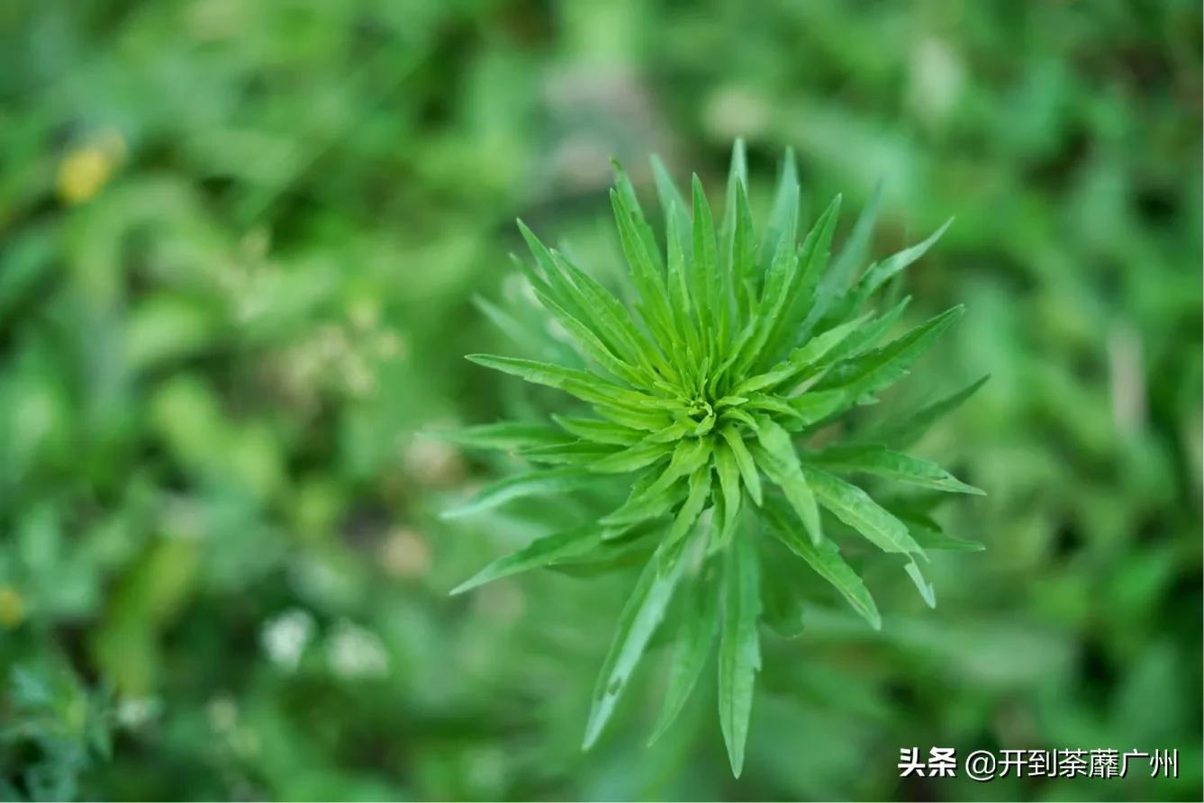 浜戝崡涓嵂閲庢灉澶у叏,浜戝崡閲庢灉鑽潗