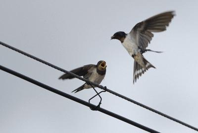 法拉第笼防电磁辐射吗,法拉第笼能完全抵抗雷电吗
