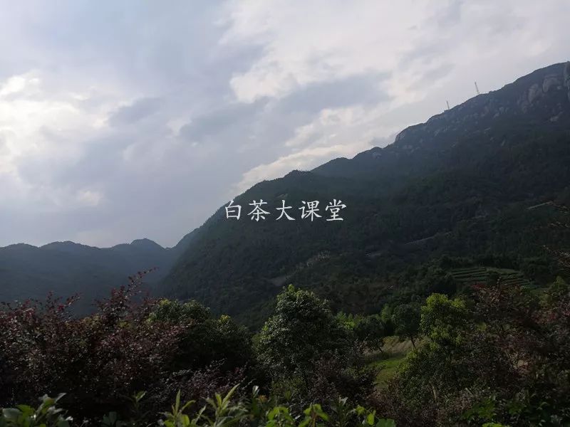 白茶究竟是什么？喜欢茶的你，这三点不妨多看