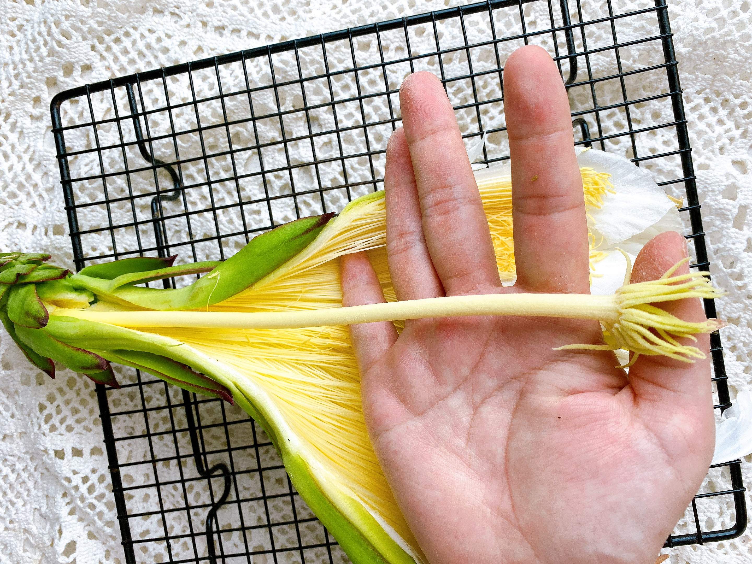 火龙果花还可以这样吃,火龙果的花正确吃法及做法
